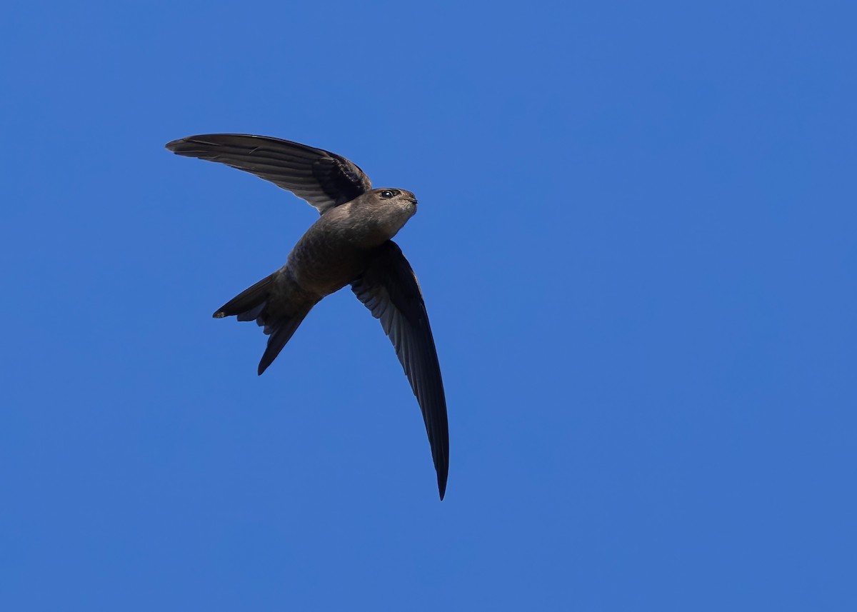 Asian Palm Swift - ML647418411