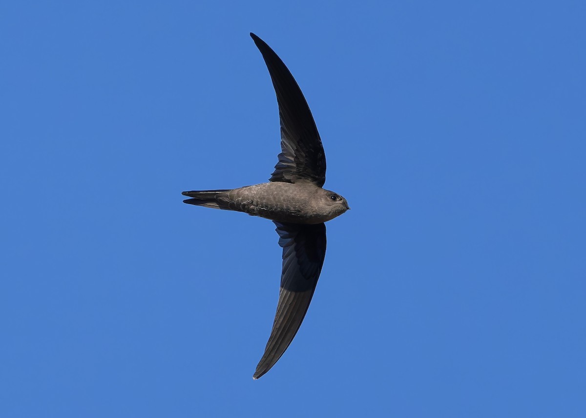 Asian Palm Swift - ML647418412