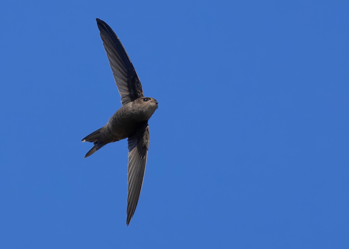 Asian Palm Swift - ML647418413