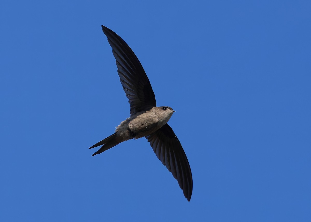 Asian Palm Swift - ML647418414