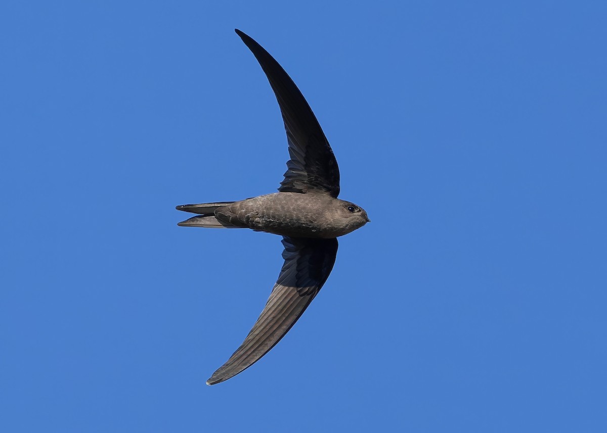 Asian Palm Swift - ML647418415