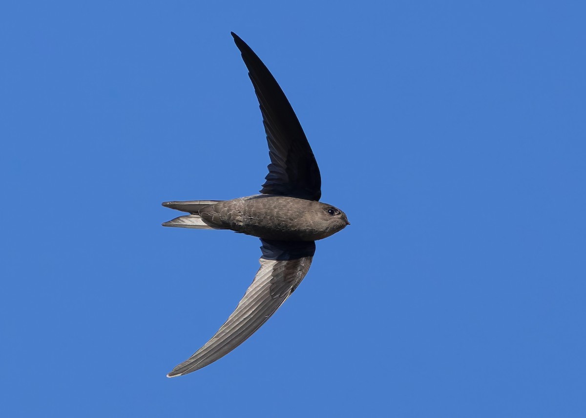 Asian Palm Swift - ML647418416