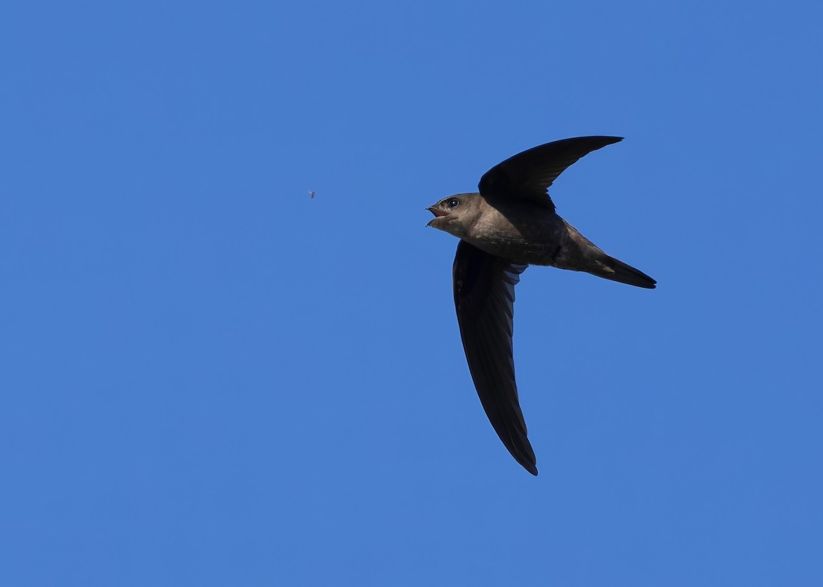 Asian Palm Swift - ML647418417