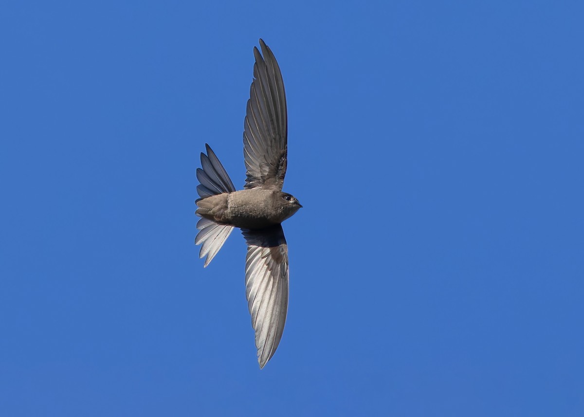 Asian Palm Swift - ML647418418