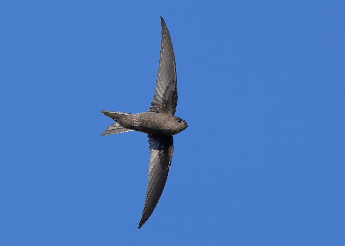 Asian Palm Swift - ML647418419