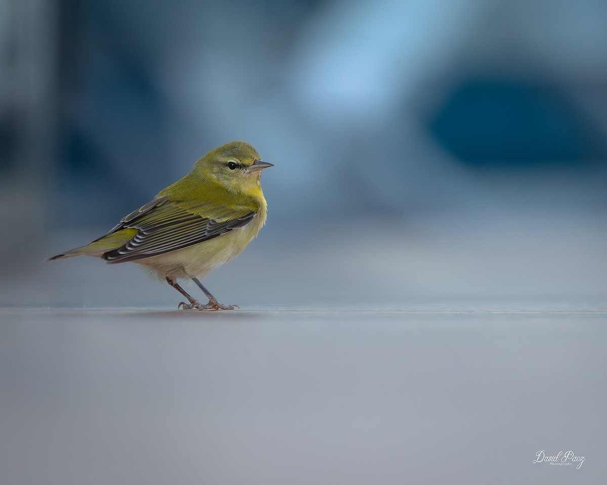 マミジロアメリカムシクイ - ML647418424