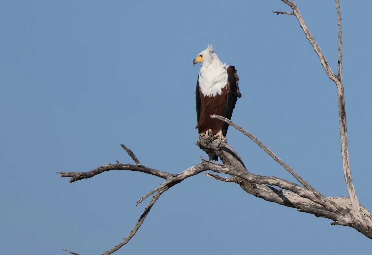 Орлан-крикун - ML647418425