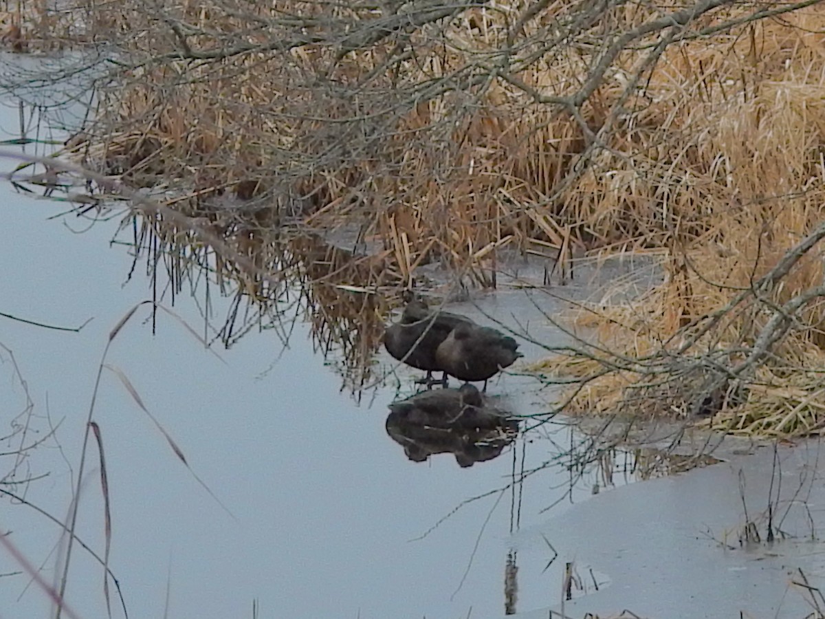 Ahate iluna - ML647418436