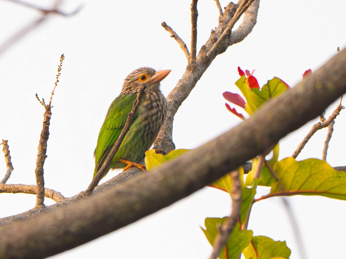 シロボシオオゴシキドリ - ML647418440