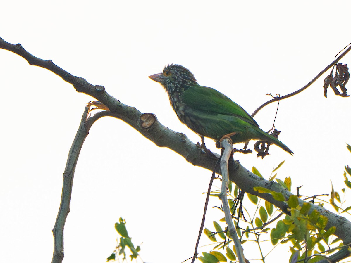 シロボシオオゴシキドリ - ML647418441