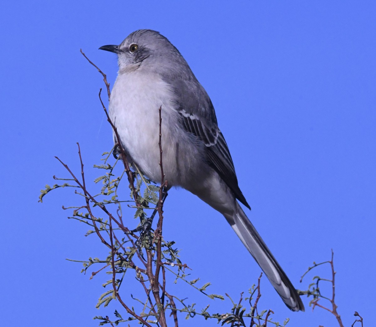 Northern Mockingbird - ML647418451