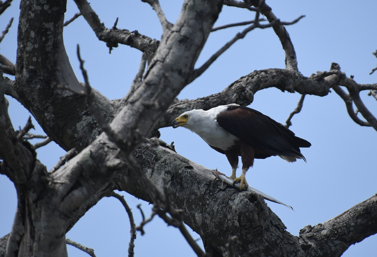 flodørn - ML647418455