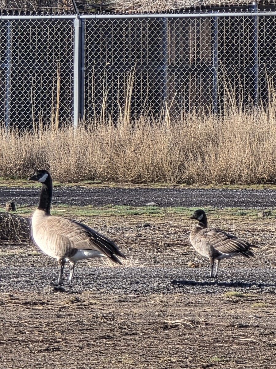 Zwergkanadagans (leucopareia) - ML647418502