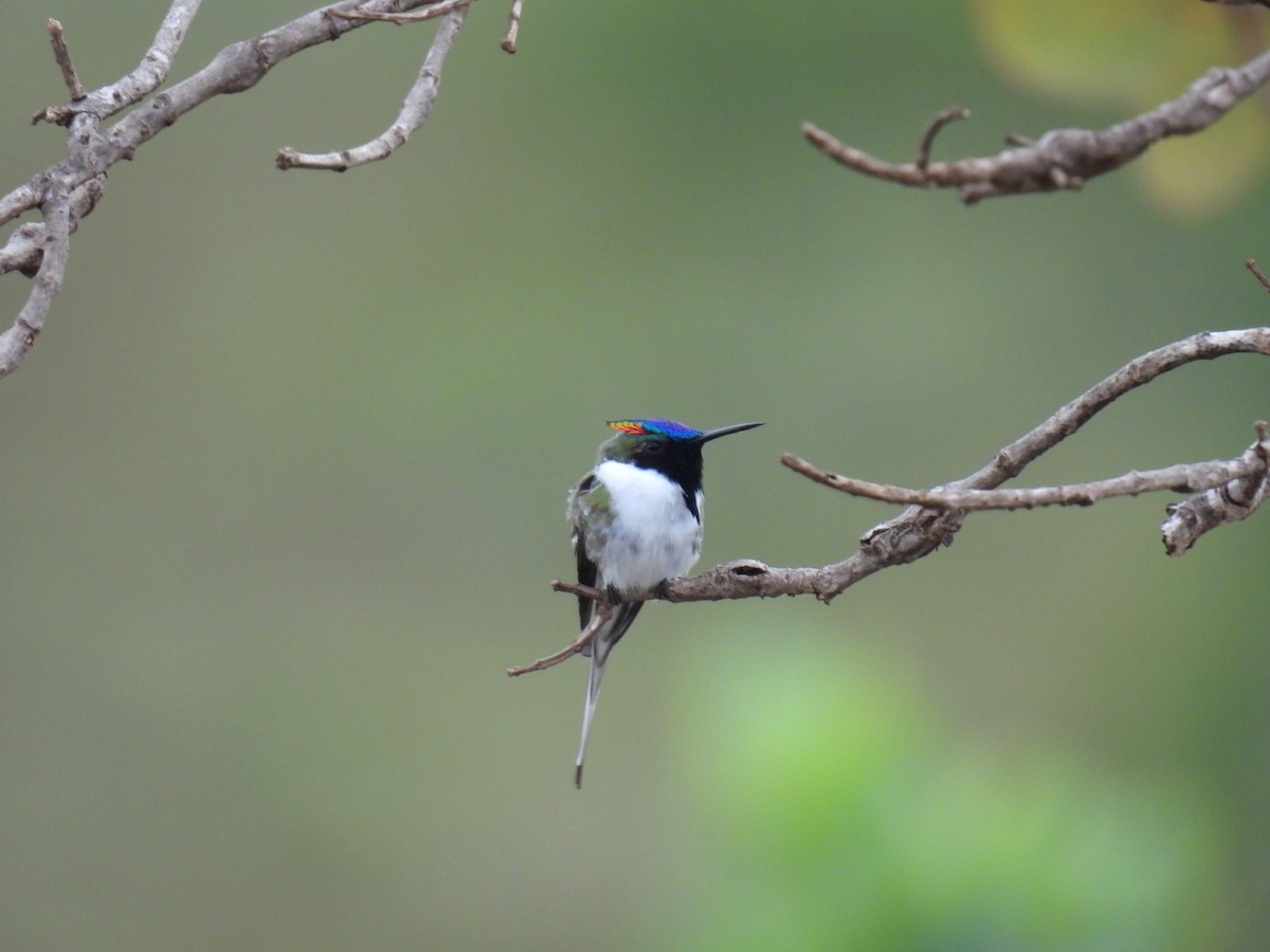 Horned Sungem - ML647418504