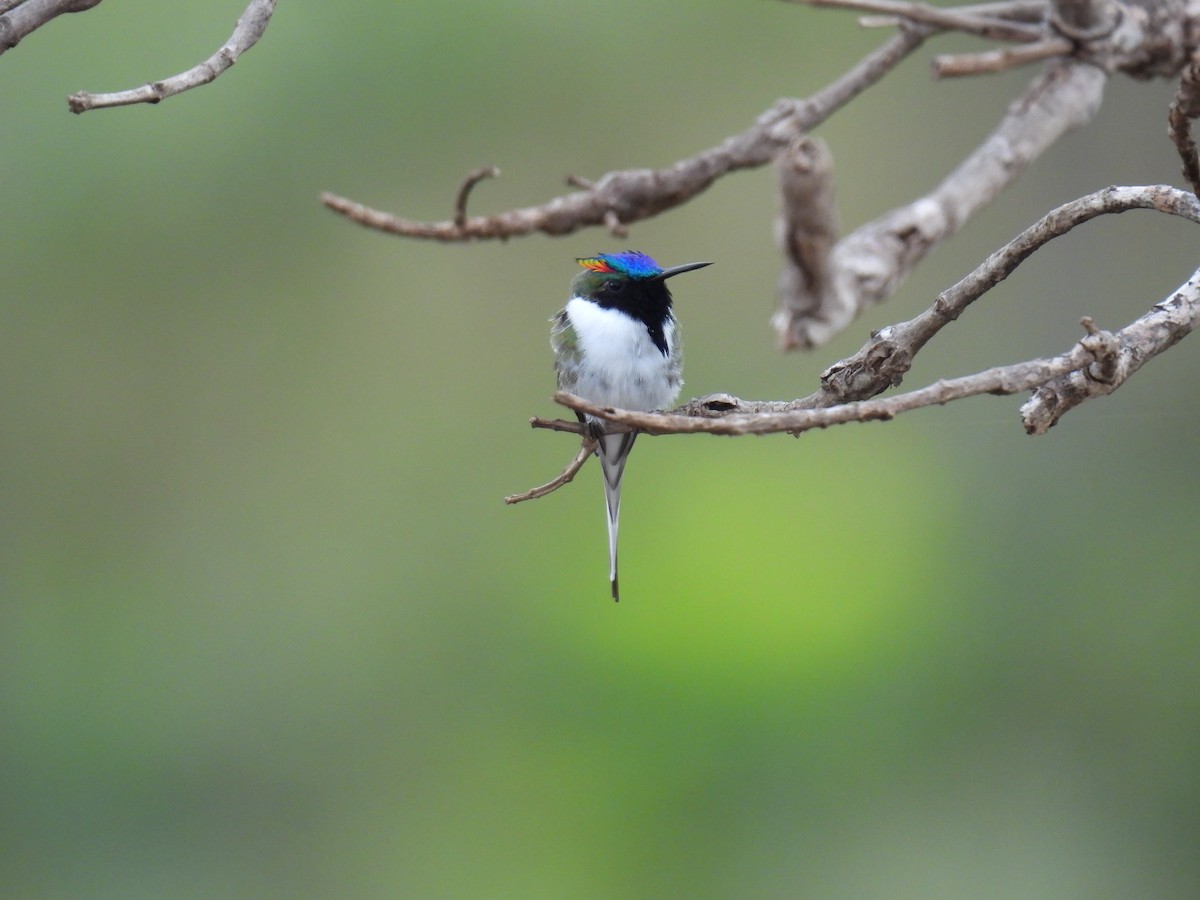 Horned Sungem - ML647418506