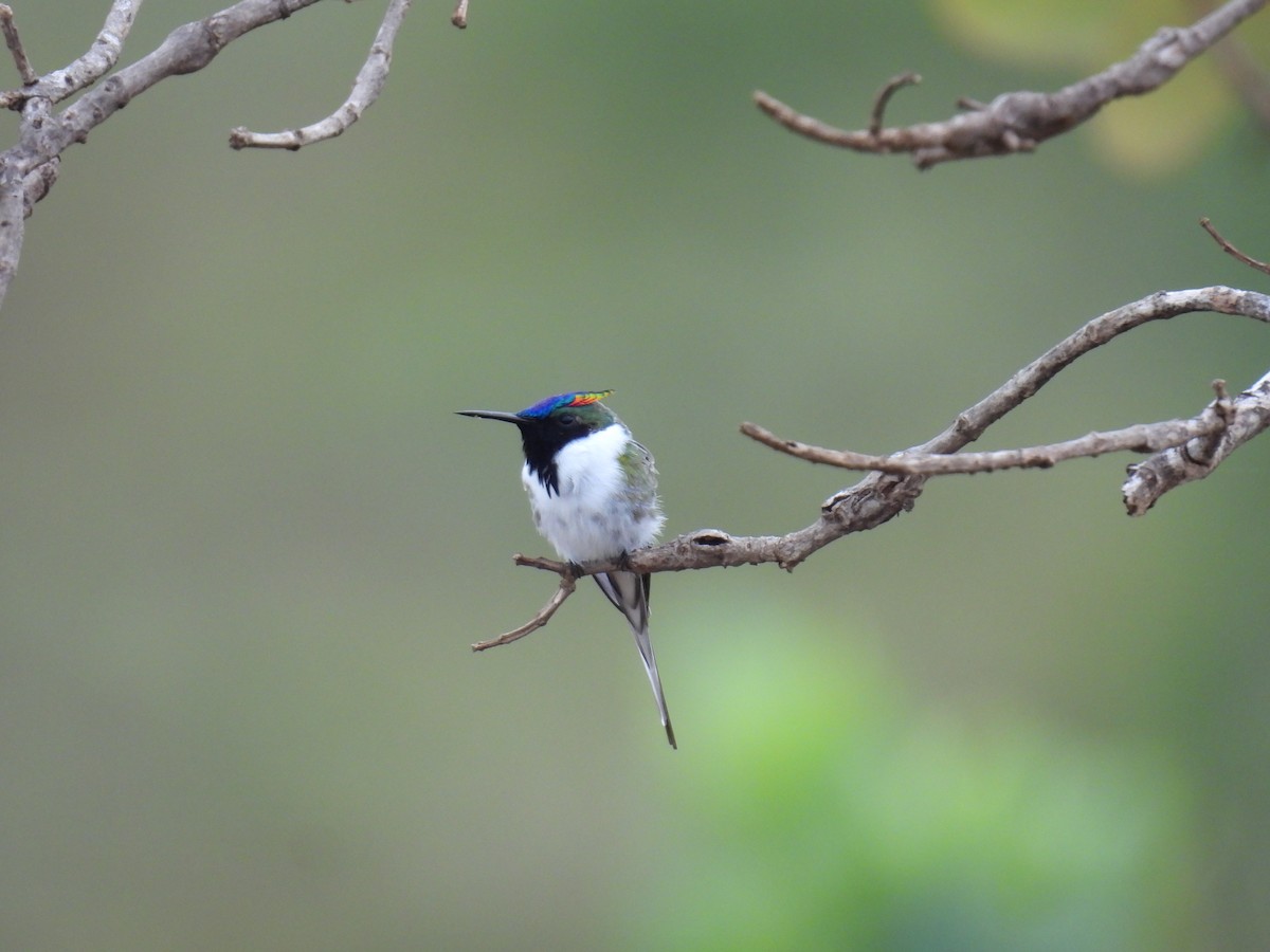 Horned Sungem - ML647418507