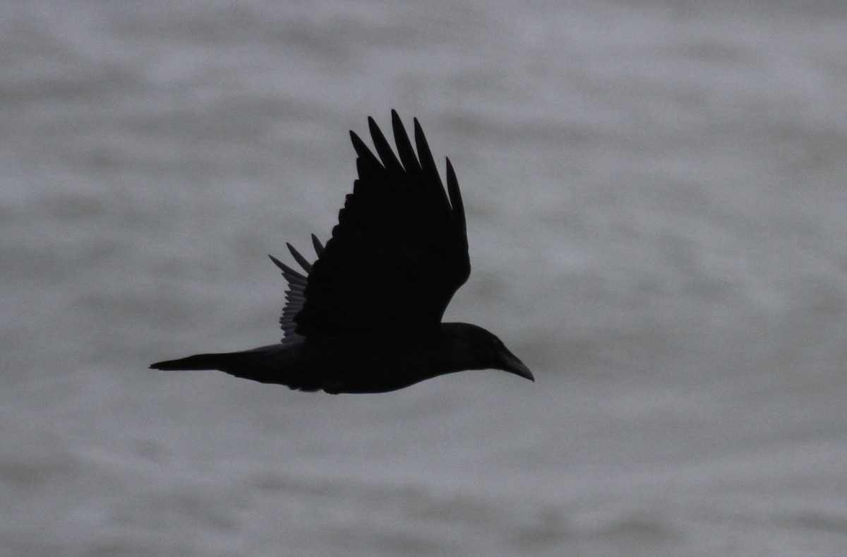 Common Raven - ML647418525