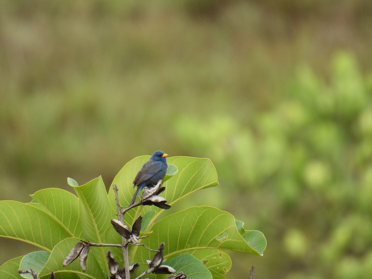 Blue Finch - ML647418553