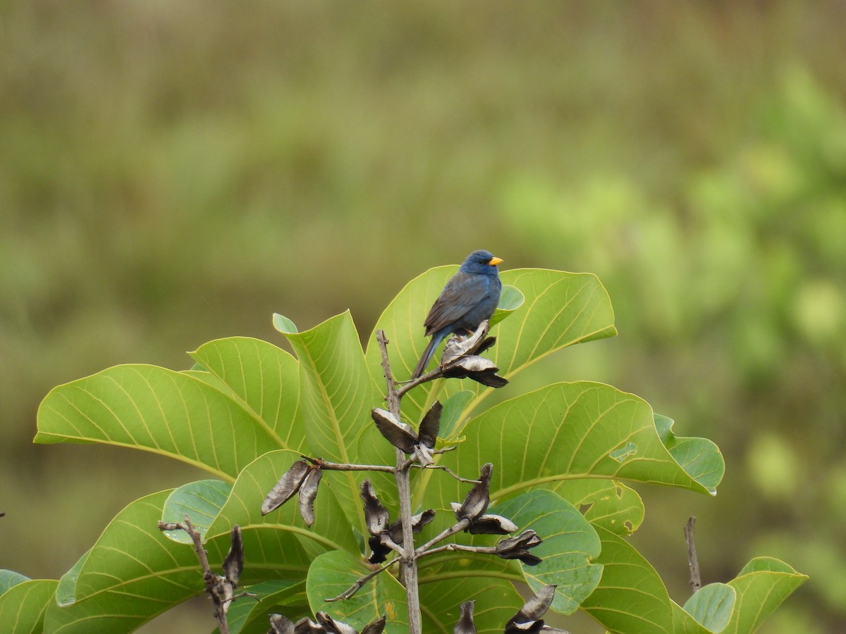 Blue Finch - ML647418554