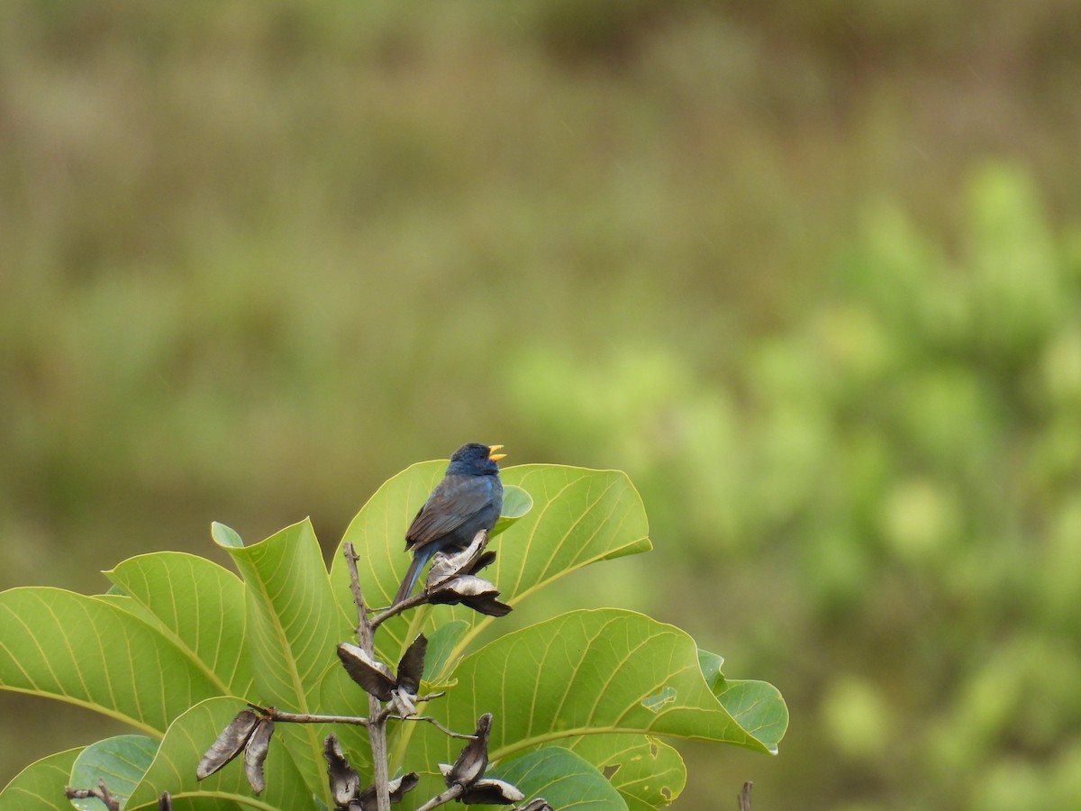 Blue Finch - ML647418555