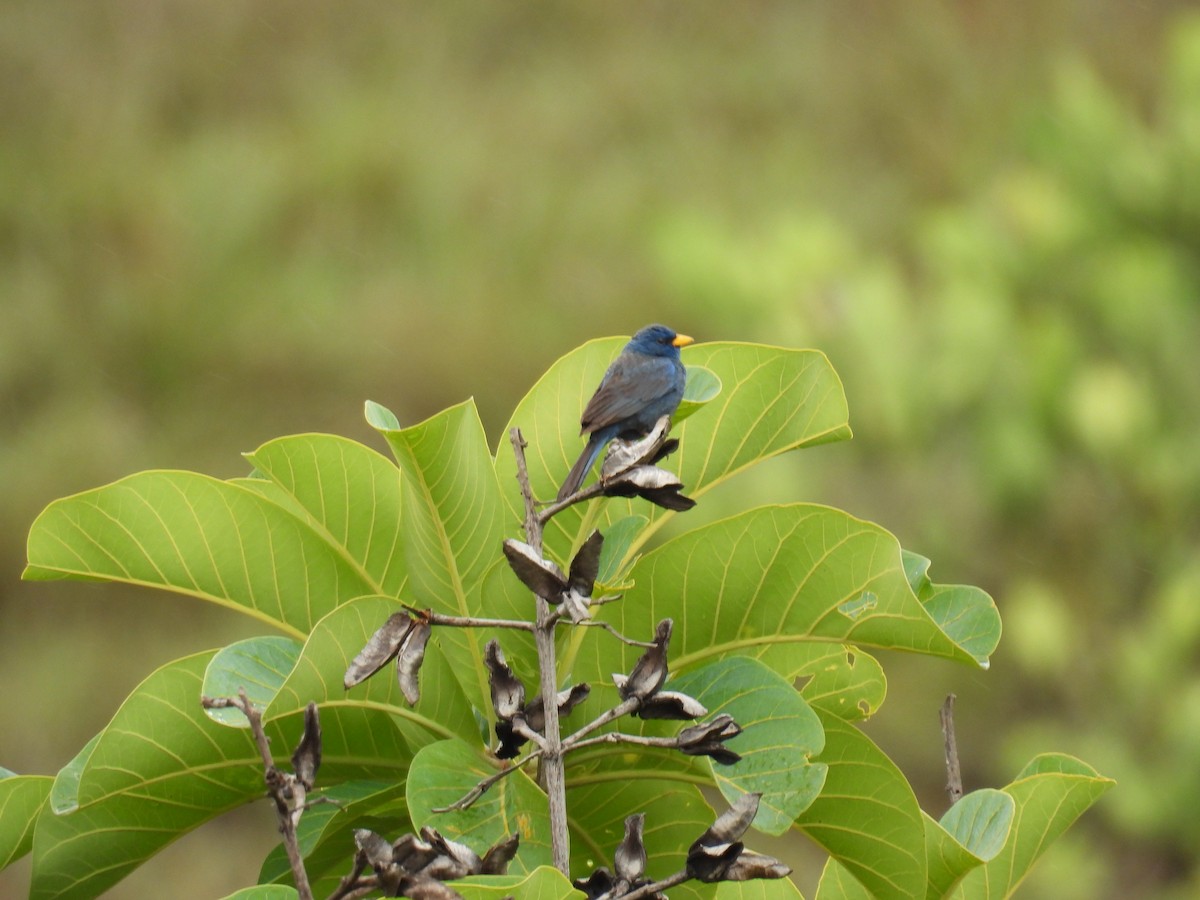 Blue Finch - ML647418556