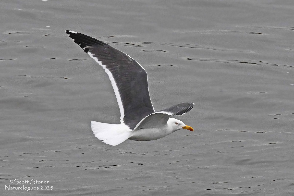 tanımsız Larinae sp. - ML647418578