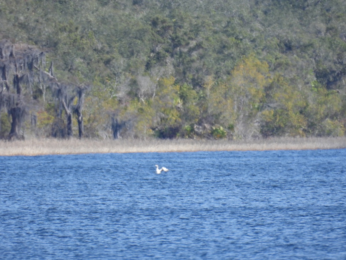 Common Loon - ML647418585