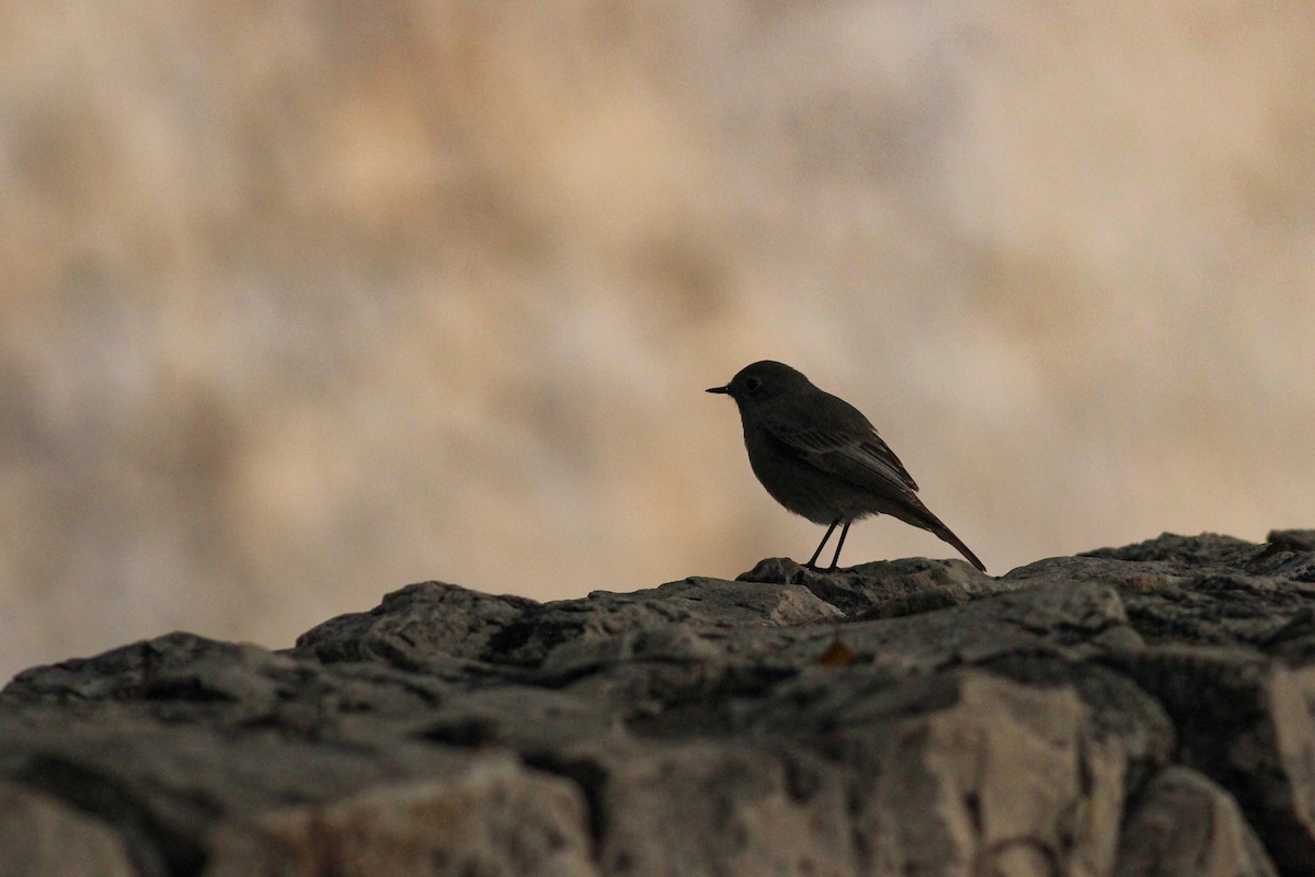 Black Redstart - ML647418586