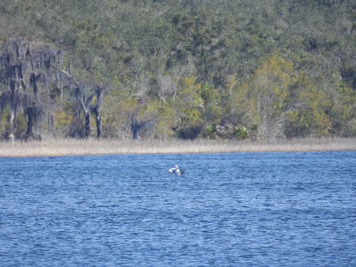 Common Loon - ML647418587