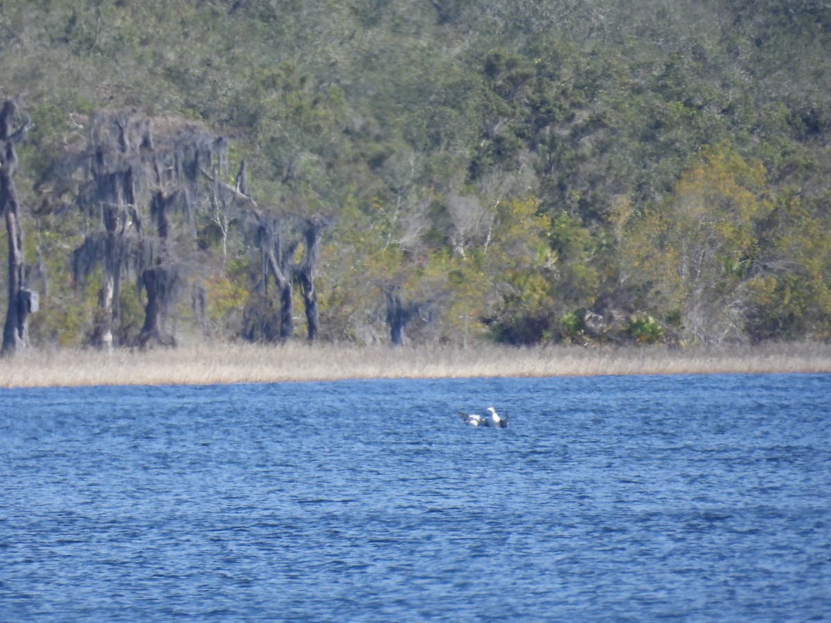 Common Loon - ML647418588