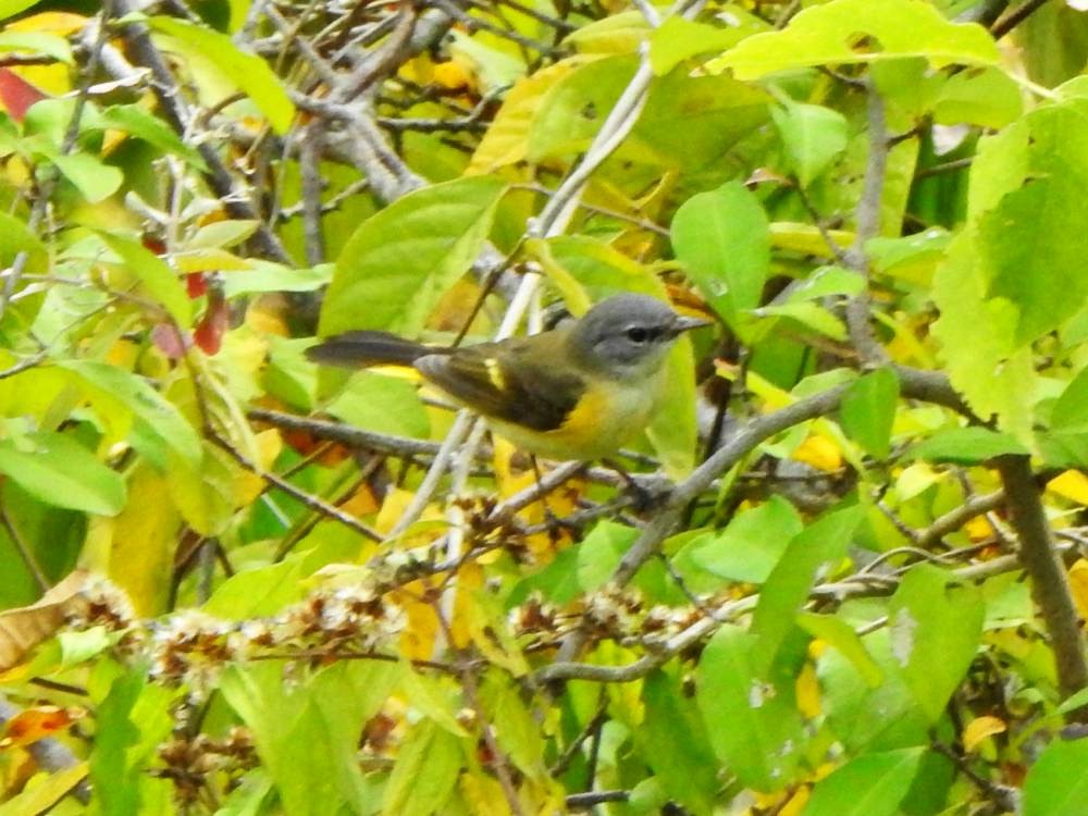 Горихвостковая древесница - ML647418589