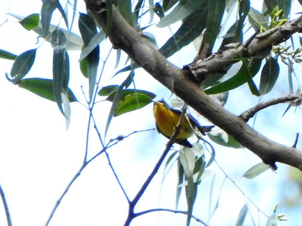 Tropical Parula - ML647418595