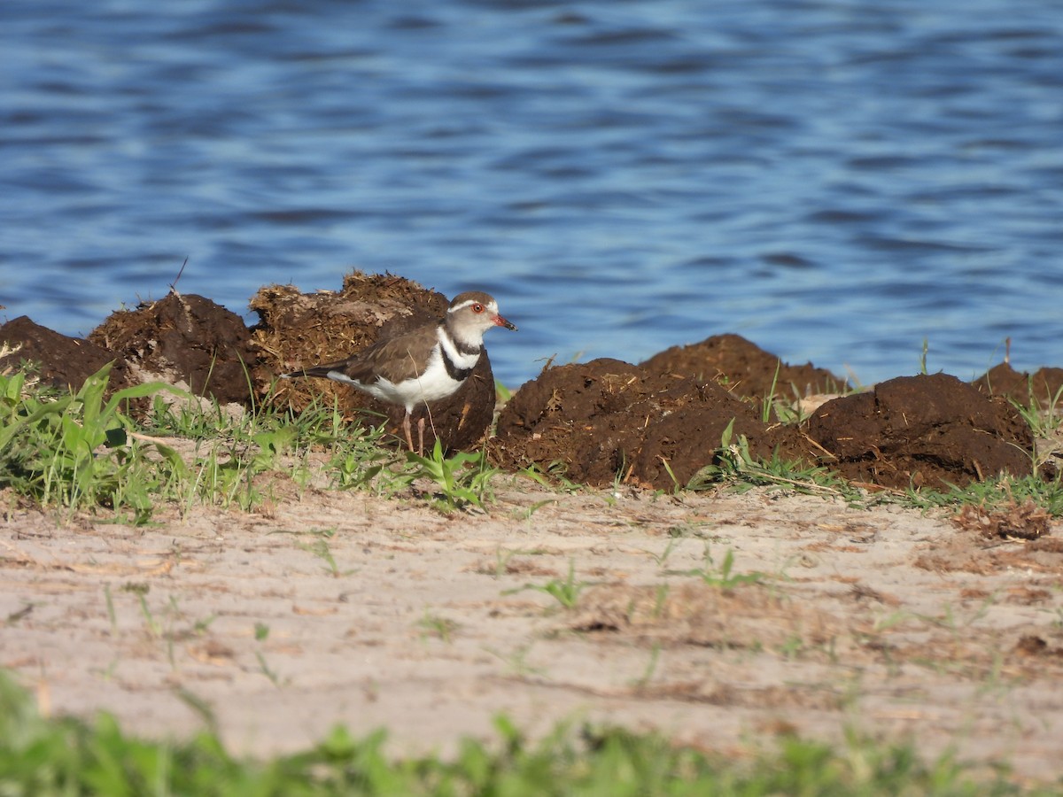 Three-banded Plover (African) - ML647418600