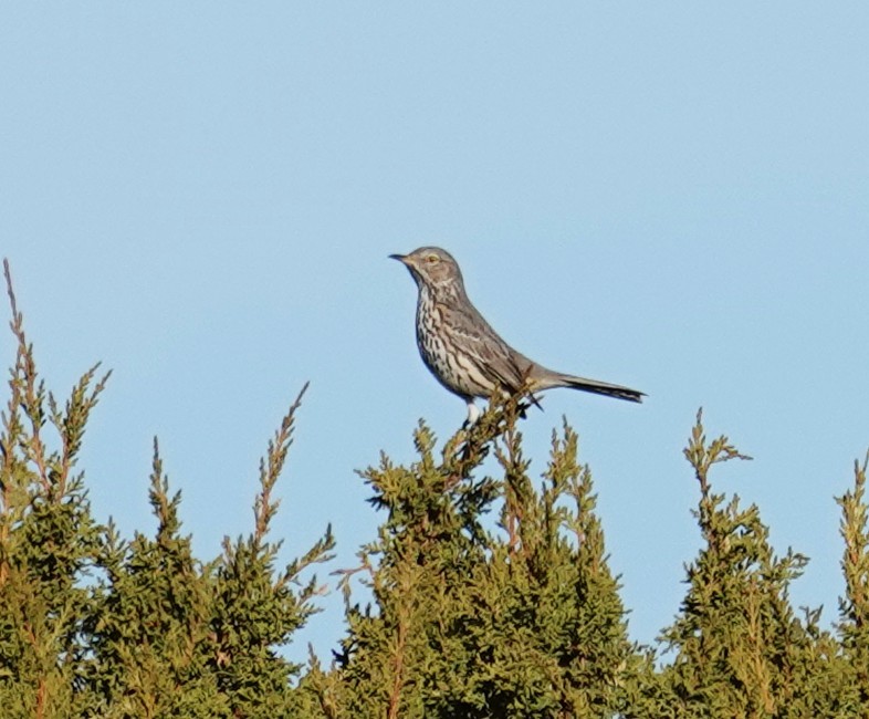 Sage Thrasher - ML647418607