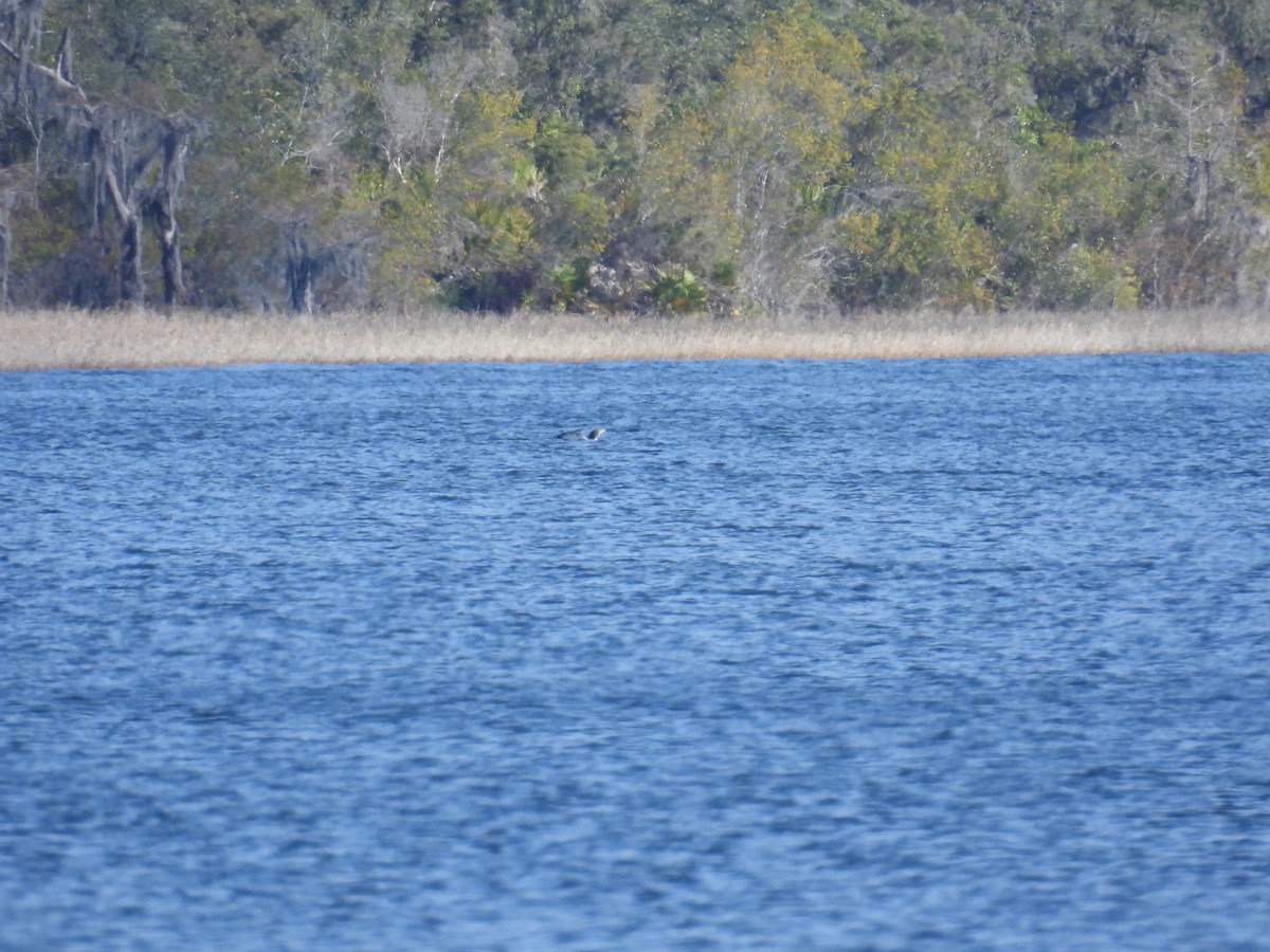 Common Loon - ML647418621