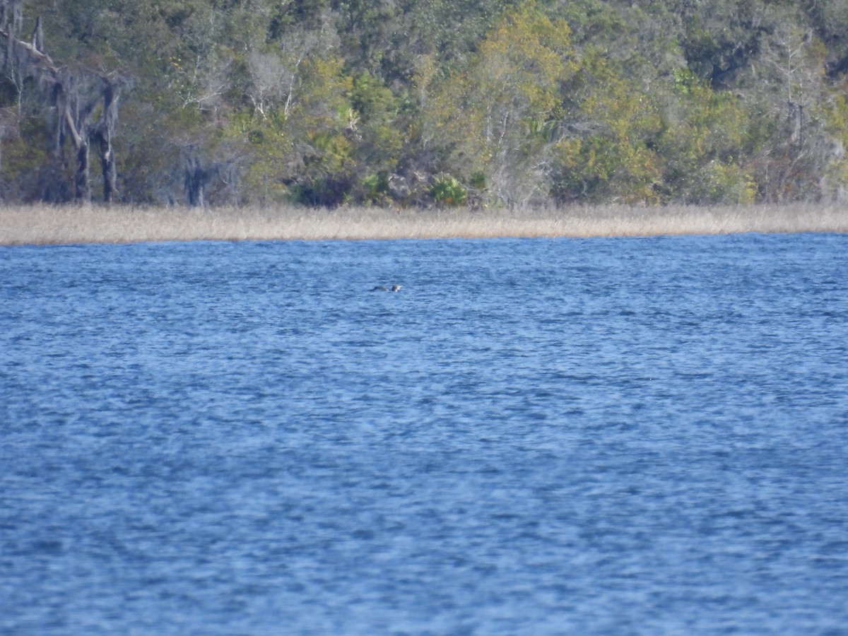 Common Loon - ML647418622