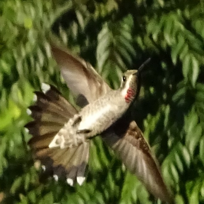 Plain-capped Starthroat - ML647418624