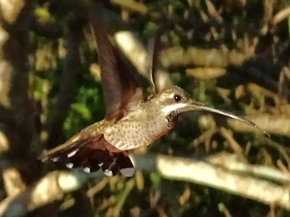 Plain-capped Starthroat - ML647418625