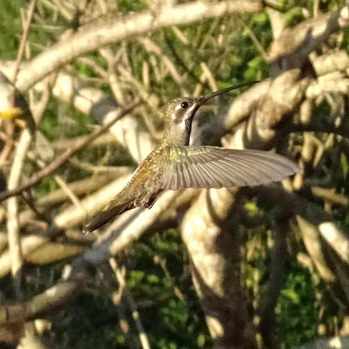 Plain-capped Starthroat - ML647418626