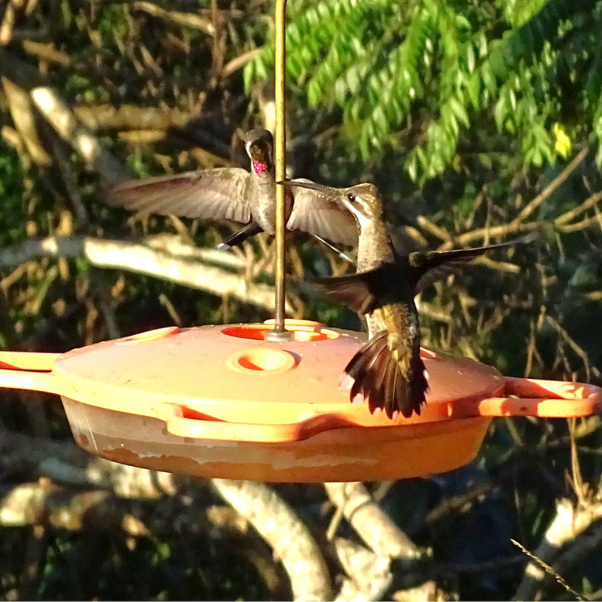 Plain-capped Starthroat - ML647418627