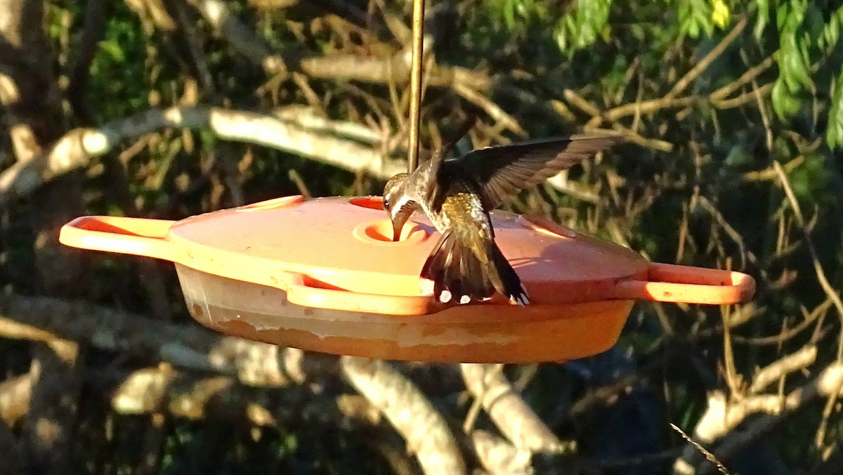 Plain-capped Starthroat - ML647418628