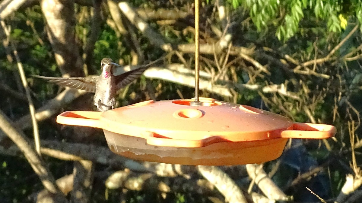 Plain-capped Starthroat - ML647418629