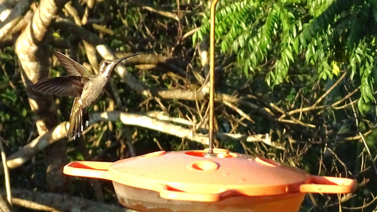 Plain-capped Starthroat - ML647418630