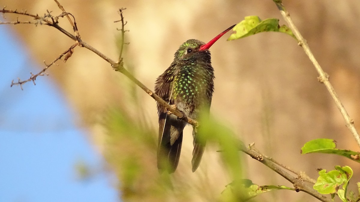 Broad-billed Hummingbird - ML647418639