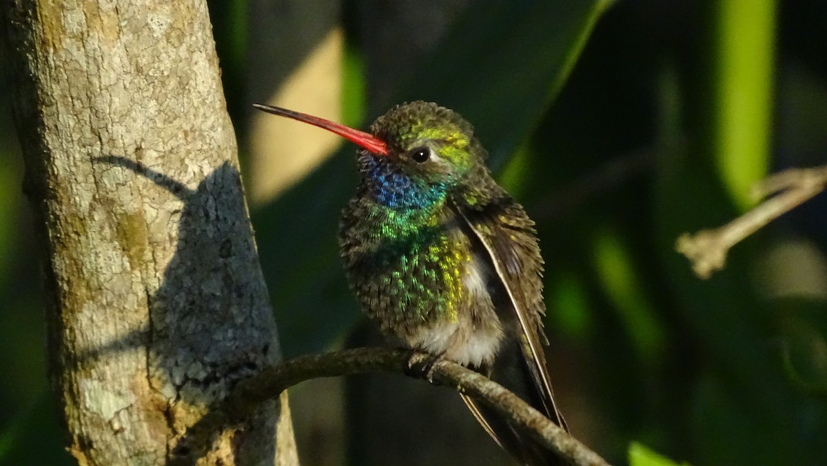 Broad-billed Hummingbird - ML647418640