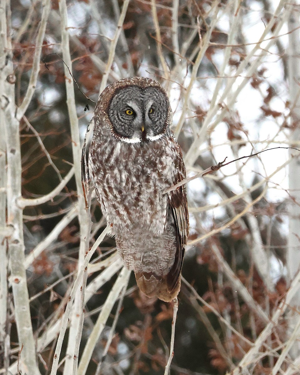 Great Gray Owl - ML647418642