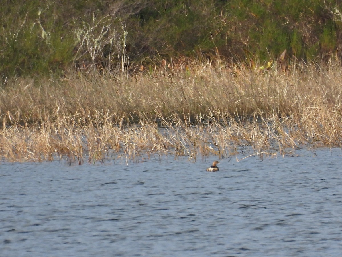 Pied-billed Grebe - ML647418647