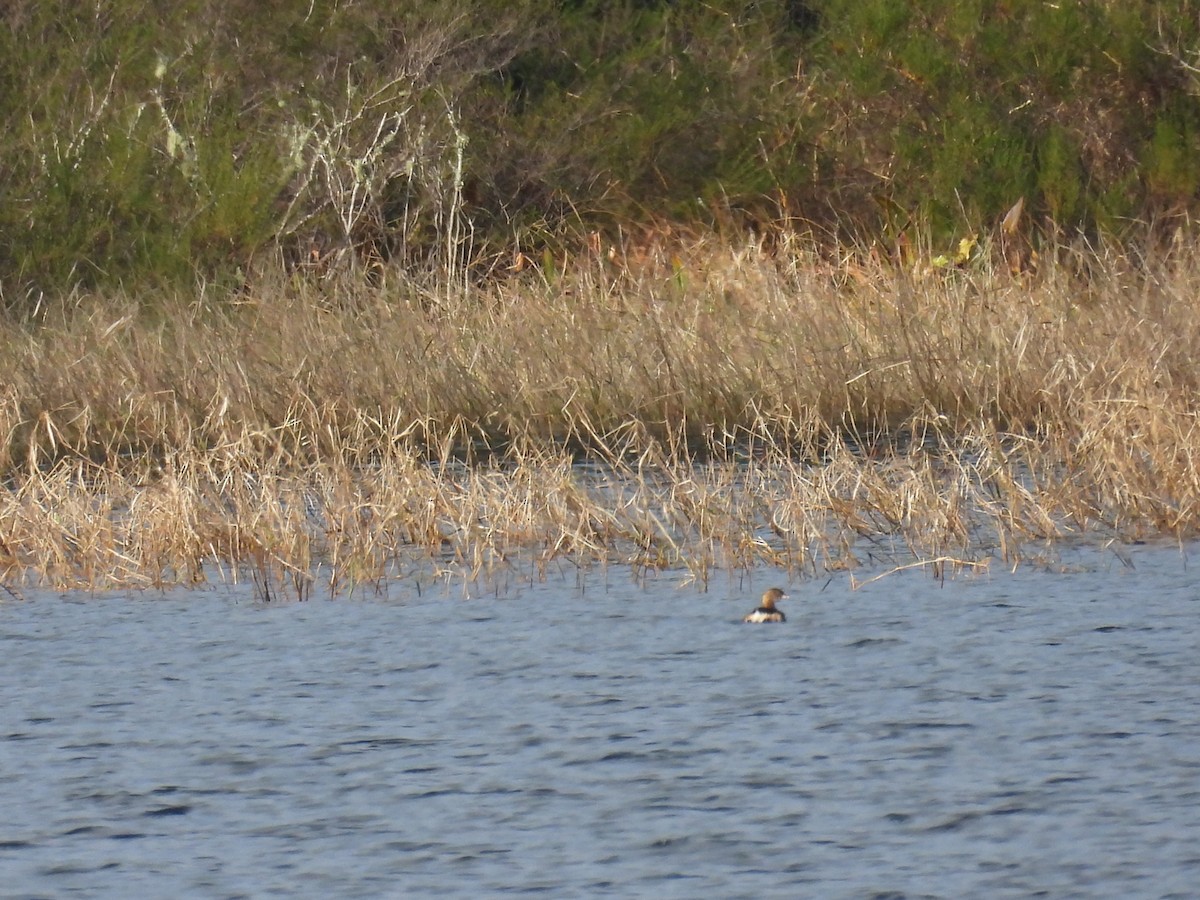 Pied-billed Grebe - ML647418648