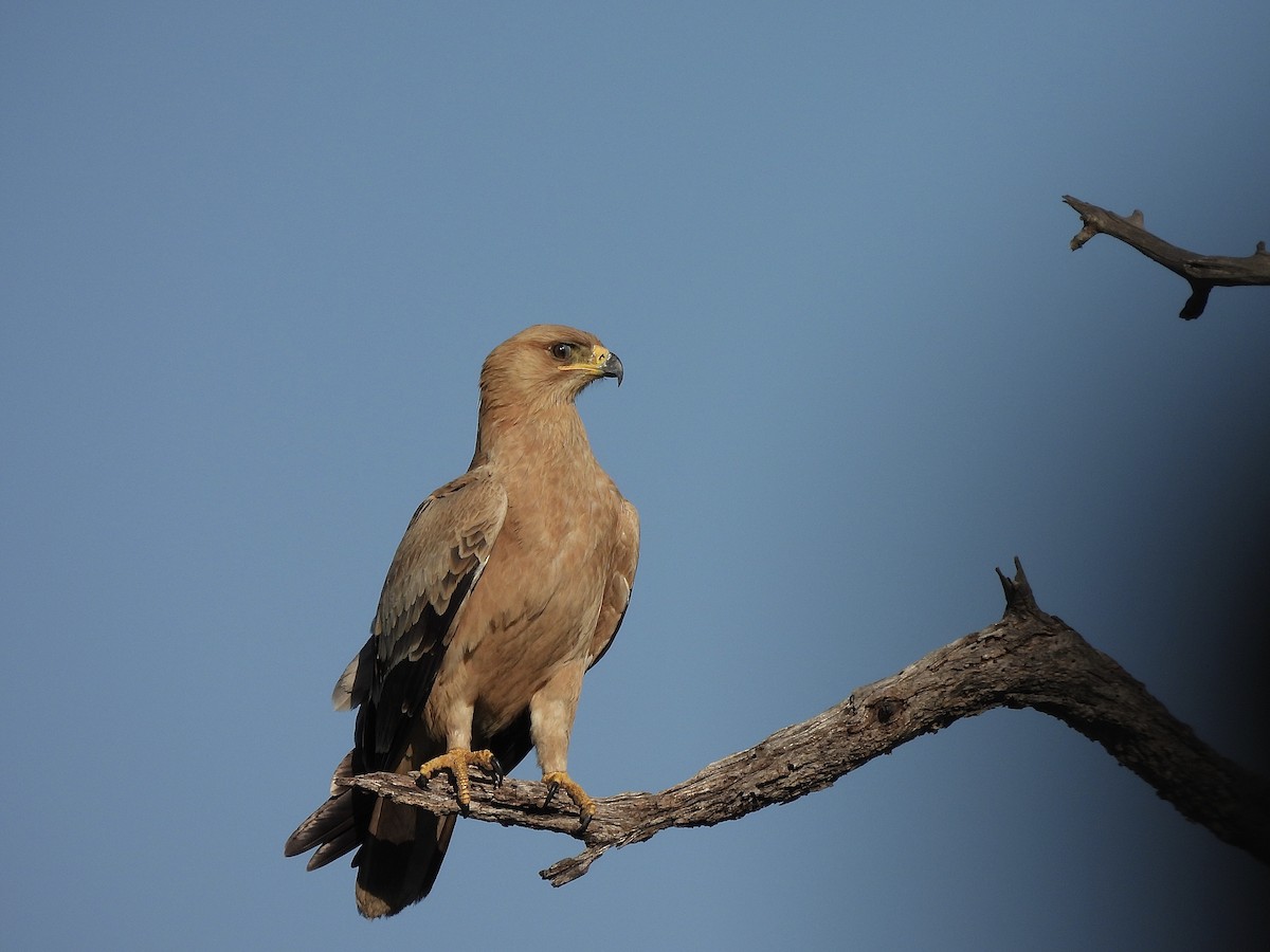 Tawny Eagle - ML647418649