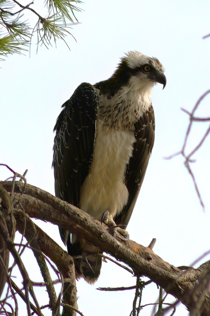 Osprey - ML647418650
